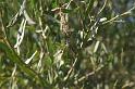 Nephila_ZZ304_D3421_Z_85_E. of Nuendah homestead_Australie